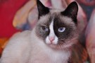 Maja (3)